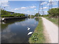 Swans on the River Lee Navigation at Brimsdown