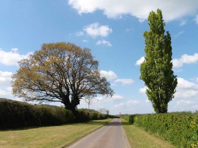 Specimen trees on Park Lane