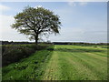 Field edge near Woodgreen Farm