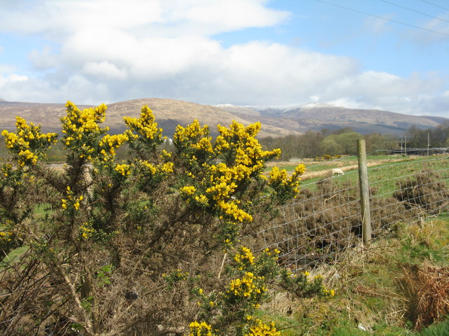 Gorse on the Great Glen Way