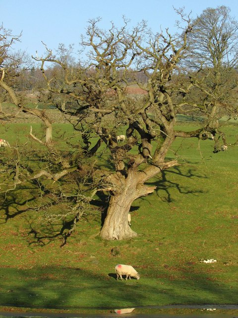 Tree by a sheep and a half