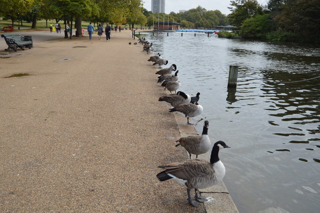 Geese lined up