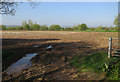 Maize stubble near Lower Hayes Farm