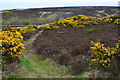 Path on Howdale Moor