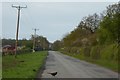 Pheasant crosses Long Lane