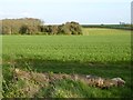 Fields and woodland near the Warren