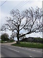 Tree at the entrance to Little Allaston Farm, Lydney