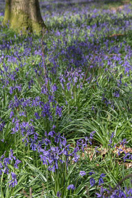 Bluebells in Dockey Woods, Hertfordshire