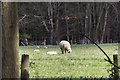 Sheep in the Fields near Bluebells in Dockey Woods, Hertfordshire