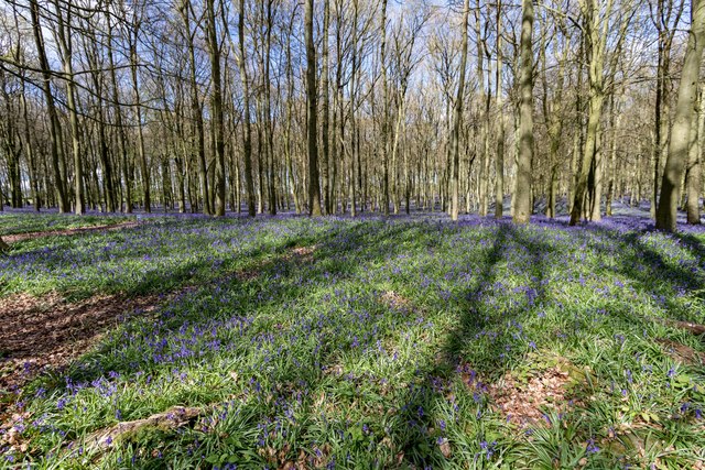 Bluebells in Dockey Woods, Hertfordshire