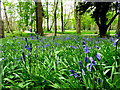 Bluebells, Antrim Castle Gardens