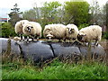 Sheep on top of silage bales, Mullaghmenagh