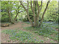 Path through Oxhey Woods, Oxhey