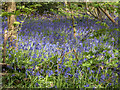 Bluebells near Bentley Priory, Stanmore