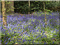 Bluebells near Bentley Priory, Stanmore