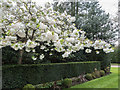 Blossom near Bentley Priory, Stanmore