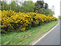 Gorse by the road