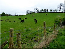 H4075 : Cattle on a hill, Dunwish by Kenneth  Allen