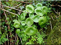 H4074 : Navelwort, Gillygooly by Kenneth  Allen