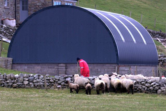 Feeding sheep at Norwick