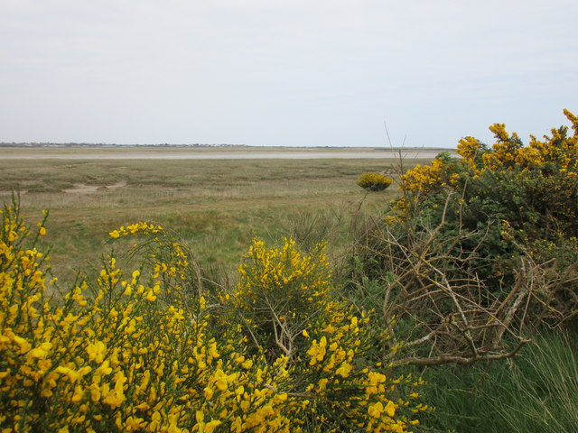 Broom and gorse in flower by Pagham Harbour
