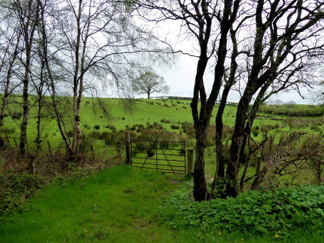Gate and trees, Dunmullan