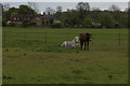 Horses in Thames Meadow