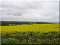 Fields of rape below Wingfield