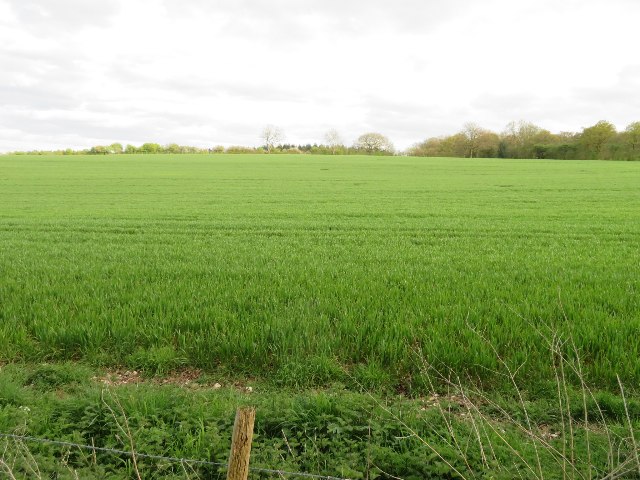 Farmland north of Popham Down Copse