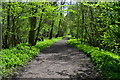 Rail Trail in the woods