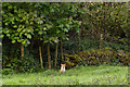 SS5635 : A fox watches the photographer in a field near Roborough by Roger A Smith
