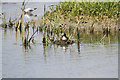 SP8863 : Summer Leys Nature Reserve by Malcolm Neal
