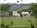 Horses grazing, Corringham Park Farm