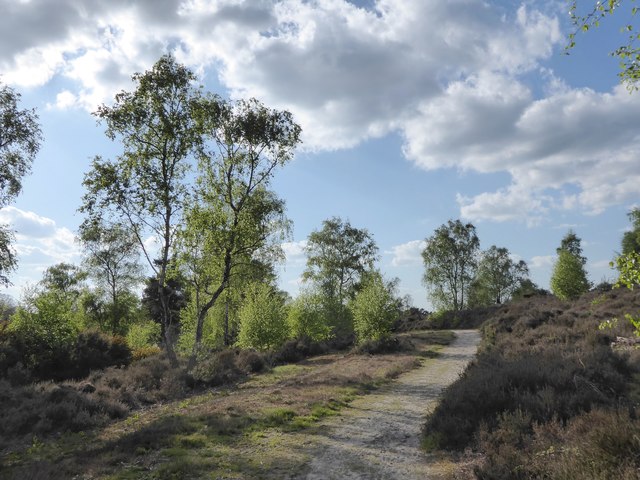 Path across heathland, Witley Common