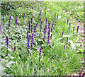 Bugle (Ajuga reptans)