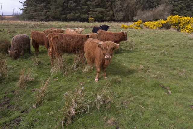 Highland Cattle on Islay