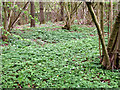 A carpet of Wood anemones