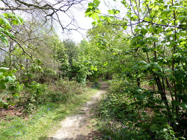 Path in Lake Wood, Uckfield
