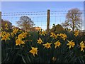 Hames Hall daffodils