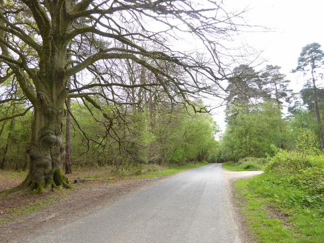 Looking southwards past gnarled old tree on Back Lane