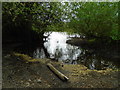 River in drought 8 - Broad Colney lake