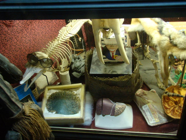 View of various anatomical structures in the Viktor Wynd Museum of Curiosities #9
