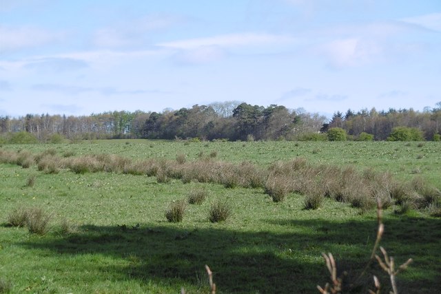 Rashy field near Mauchline