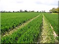 TG3005 : Wheat crop field by Surlingham by Evelyn Simak