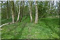 Woodland, Near Haugh