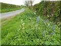 Bluebells beside Haycroft Lane