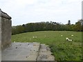 Sheep grazing around the Burton Pynsent monument