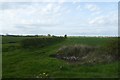 Farmland near Wood Dike