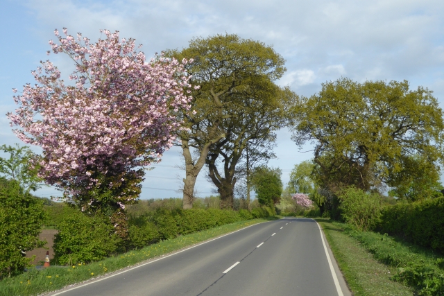 Blossom along the road