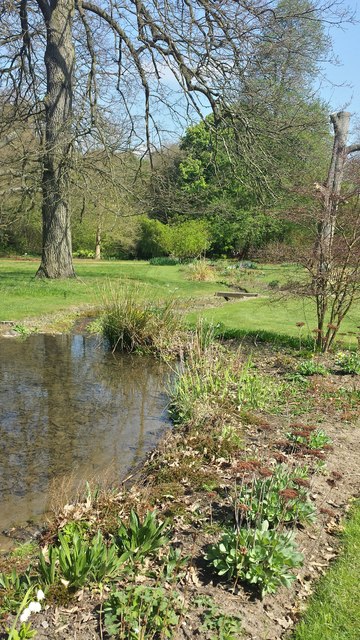 Stream in Harris Garden, Whiteknights Park, University of Reading